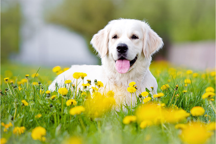 Happy white Labrador in a field of yellow flowers, smiling.