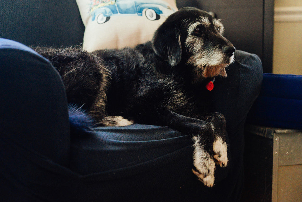 Benefits of Dog Litter Boxes for Seniors and Pets