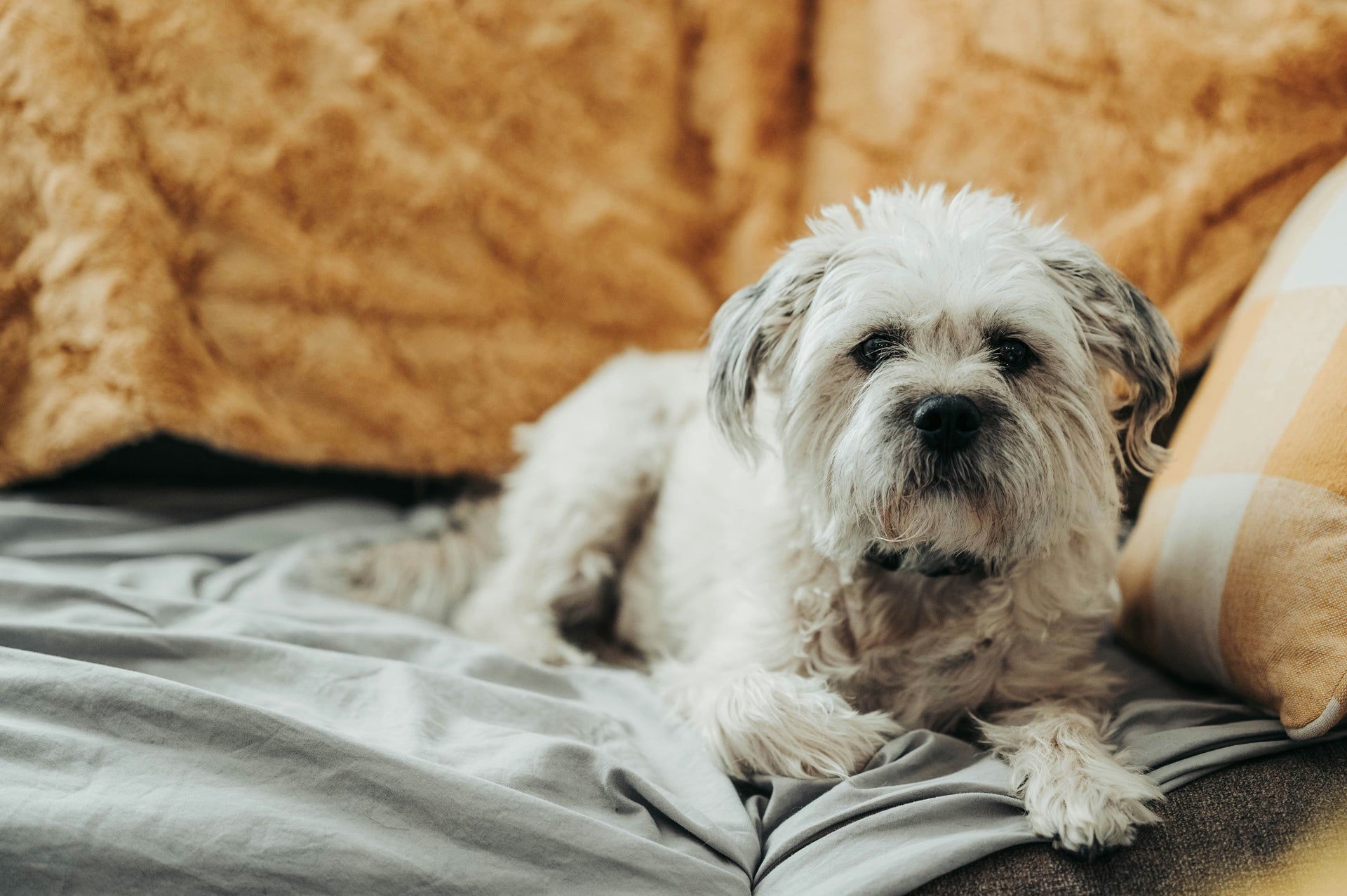 Understanding Your Older Dog's Potty Training Needs