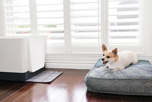 Chihuahua mix dog with Doggy Bathroom in his living room