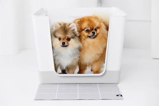 doggy bathroom, pomeranians