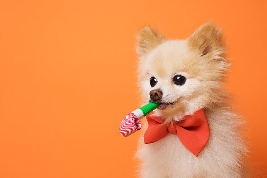 Pomeranian with a bow tie and party blower on an orange background.