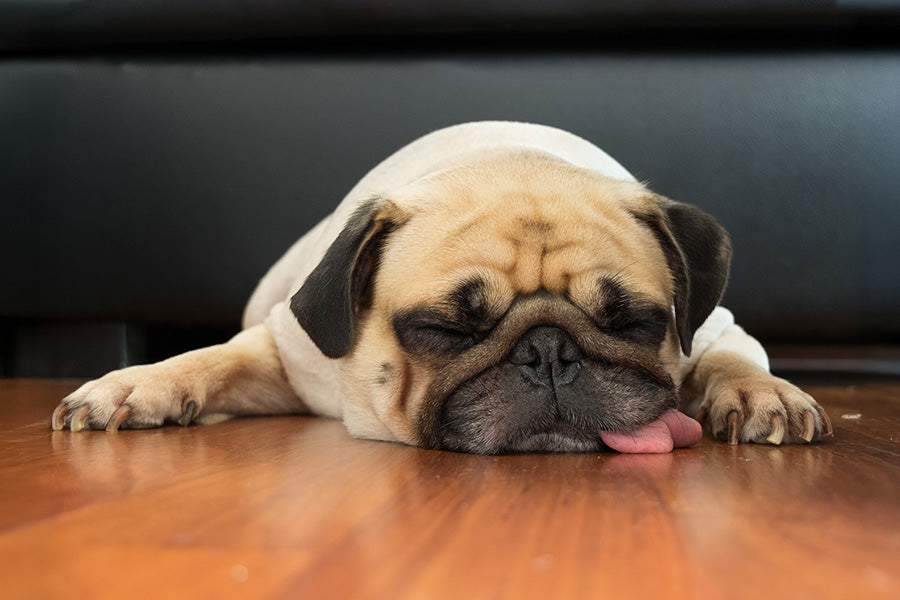 Pug lying flat on the floor with tongue out