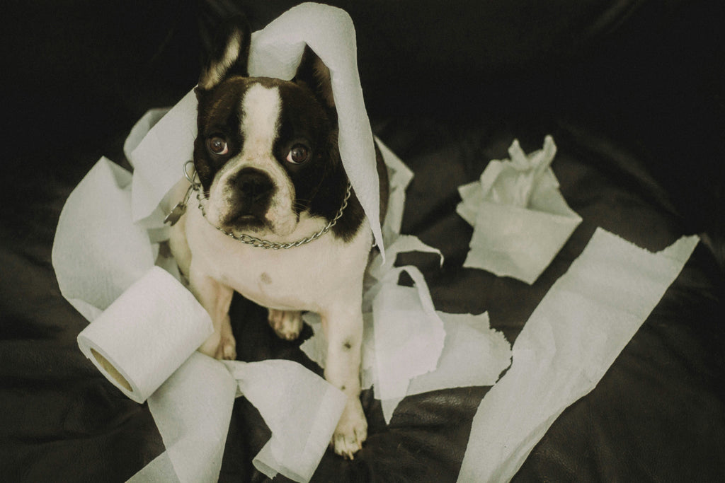 Why Is My Dog Peeing in the House? Causes & Fixes