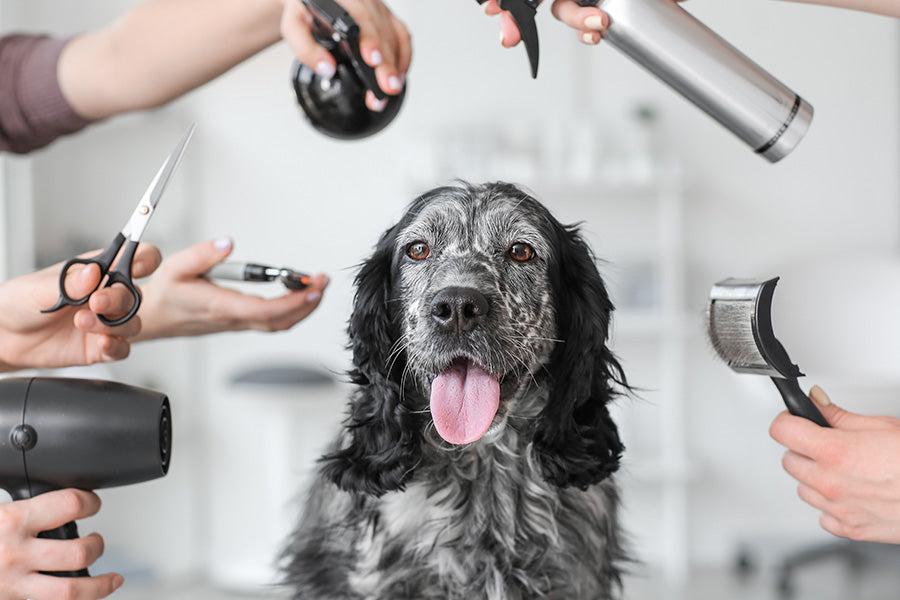 How to Brush Dog Hair: Expert Tips for a Shiny Coat