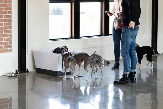 Dog Potty Station Setup: Clean Indoor Solutions