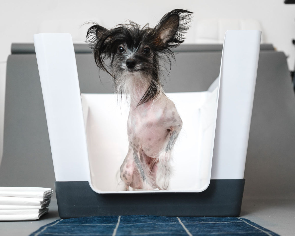 Dog litter box, Doggy Bathroom, dog litter pan, indoor dog potty, dog bathroom, dog potty tray, dog toilet, dog pee tray, potty dog, dog indoor restroom, puppy litter box, indoor puppy potty, litter box for dogs, dog litter tray, best indoor dog potty, dog bathroom training