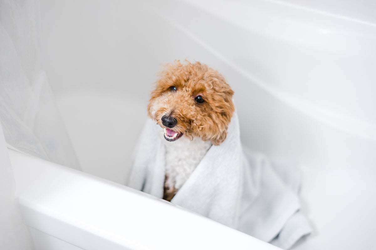 Small dog in a white bathrobe inside a bathtub