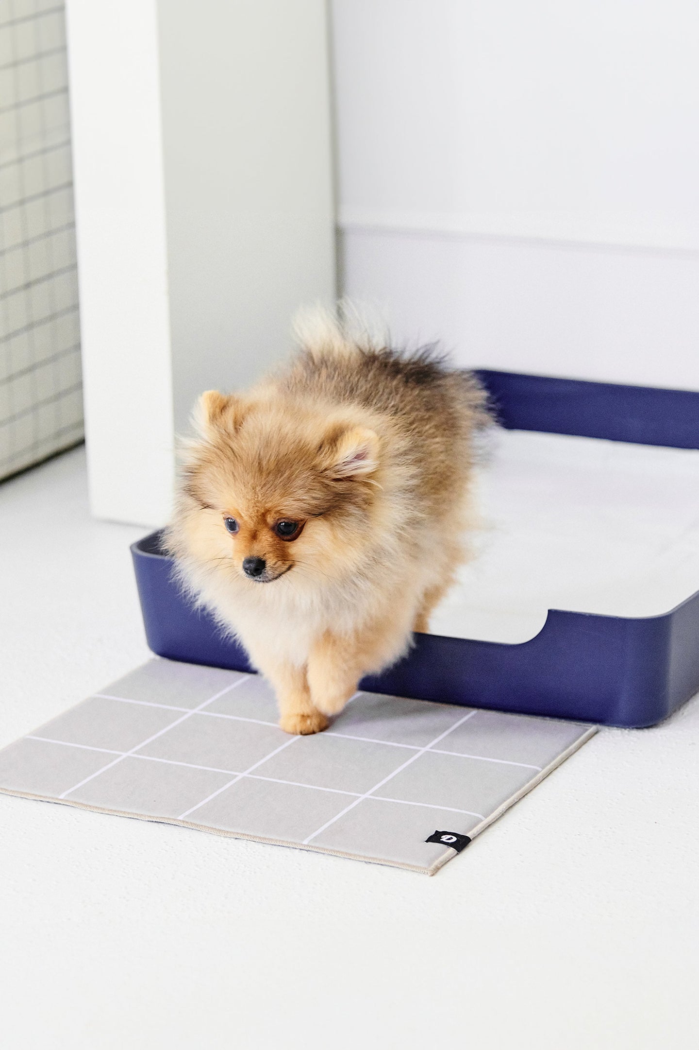 Doggy Bathroom Tray: Pee Pad Holder Navy Blue Regular