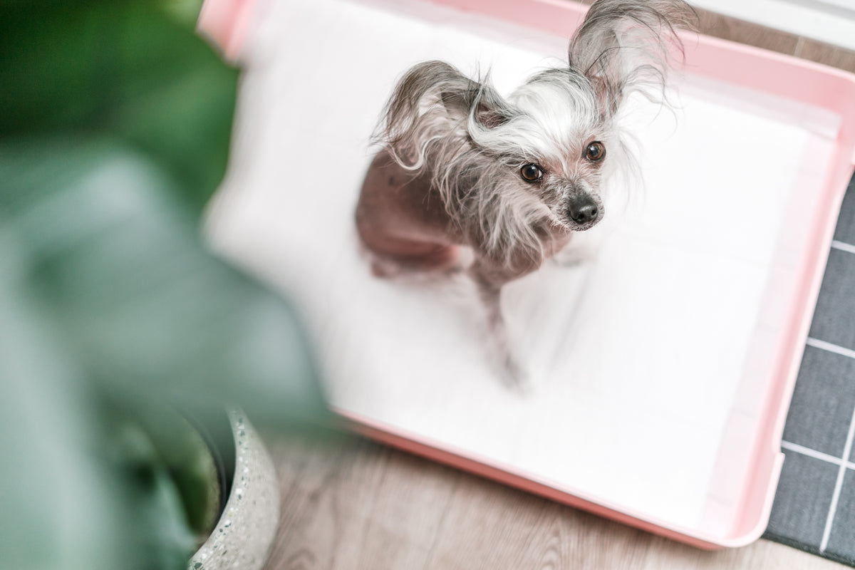 A small Chinese Crested dog stands inside a white plastic litter box with a pink border on a wooden floor, with a blurred green plant in the foreground.