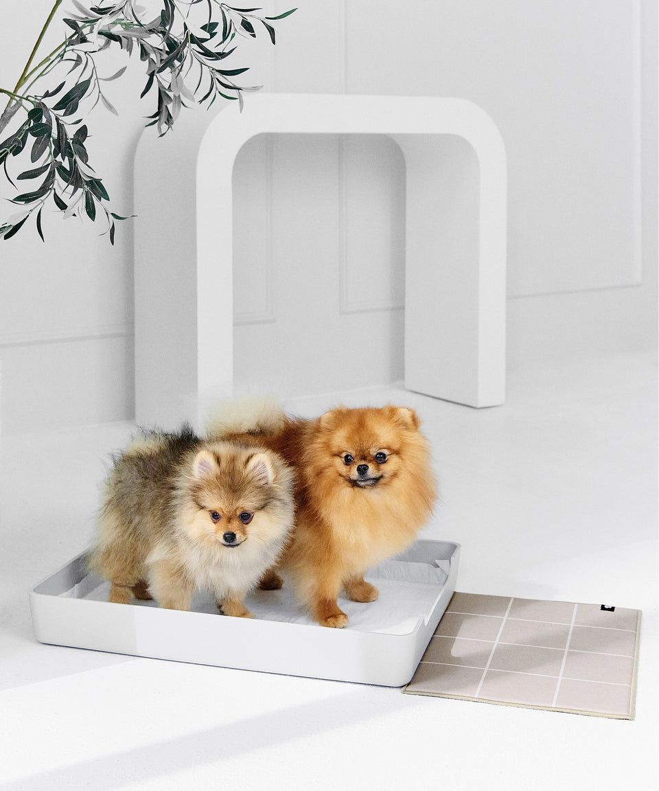 Base Doggy Tray