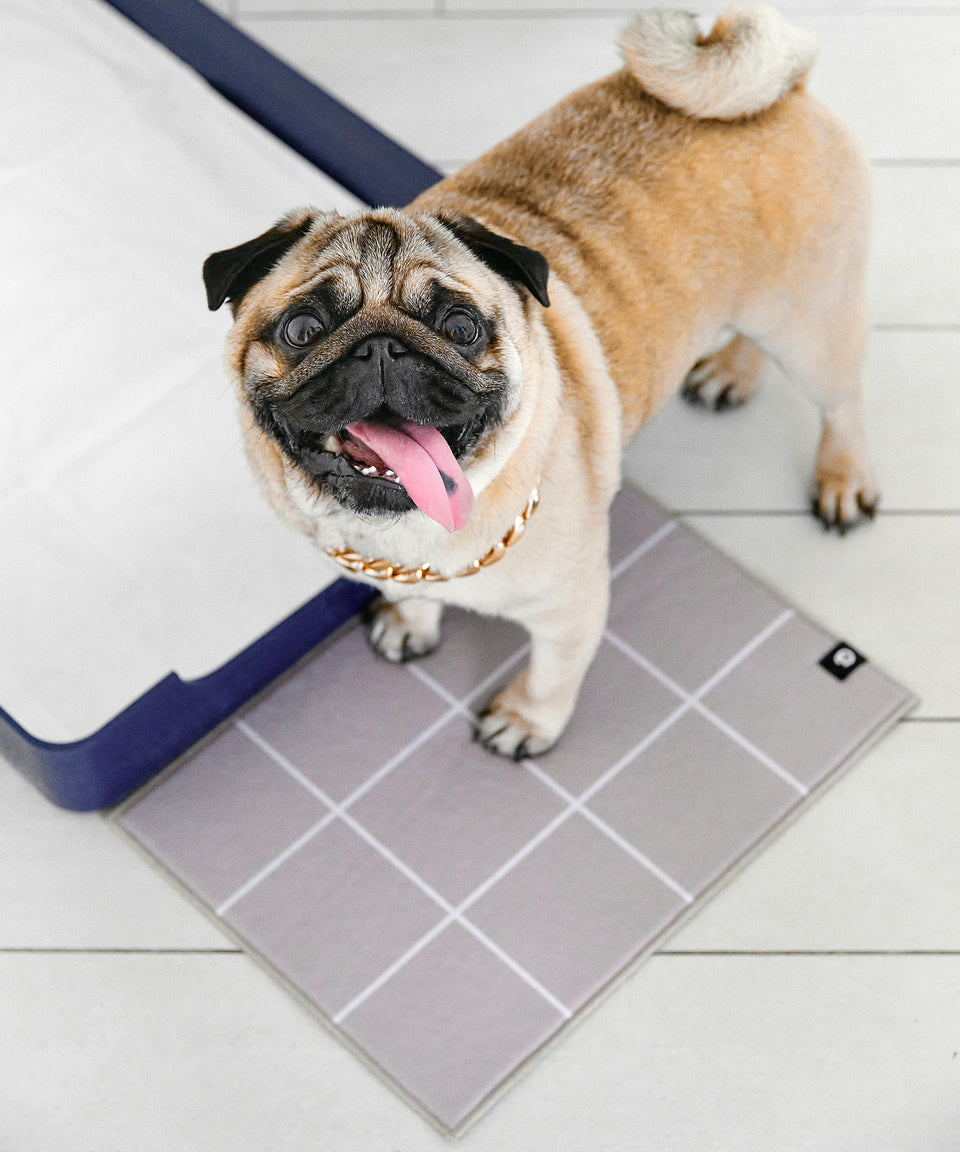 Base Doggy Tray