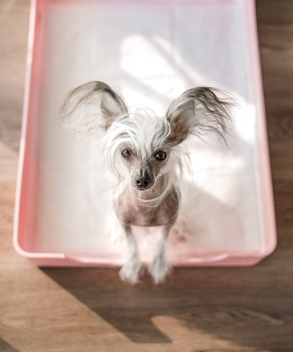 Base Doggy Tray