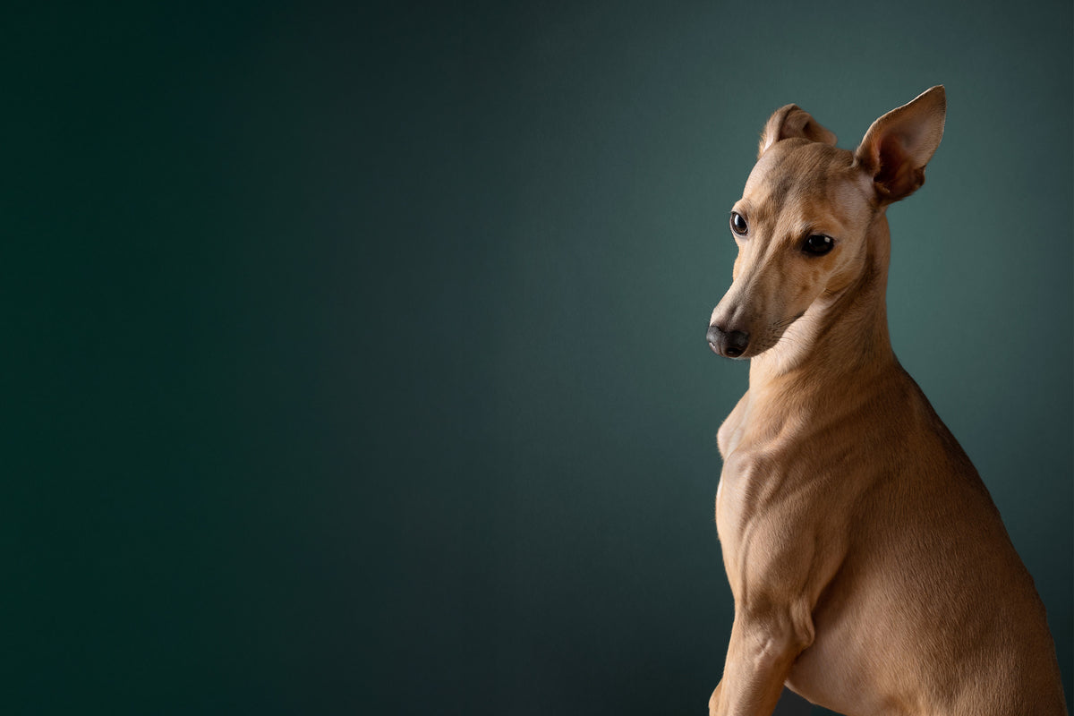 Dog litter box, Doggy Bathroom, dog litter pan, indoor dog potty, dog bathroom, dog potty tray, dog toilet, dog pee tray, potty dog, dog indoor restroom, puppy litter box, indoor puppy potty, litter box for dogs, dog litter tray, best indoor dog potty, dog bathroom training
