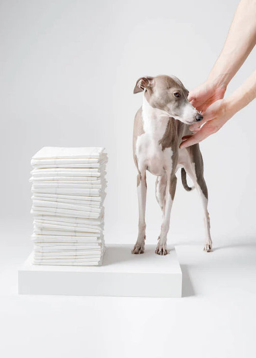 Pee Pads for Dogs
