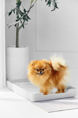 Doggy Bathroom Tray: Pee Pad Holder