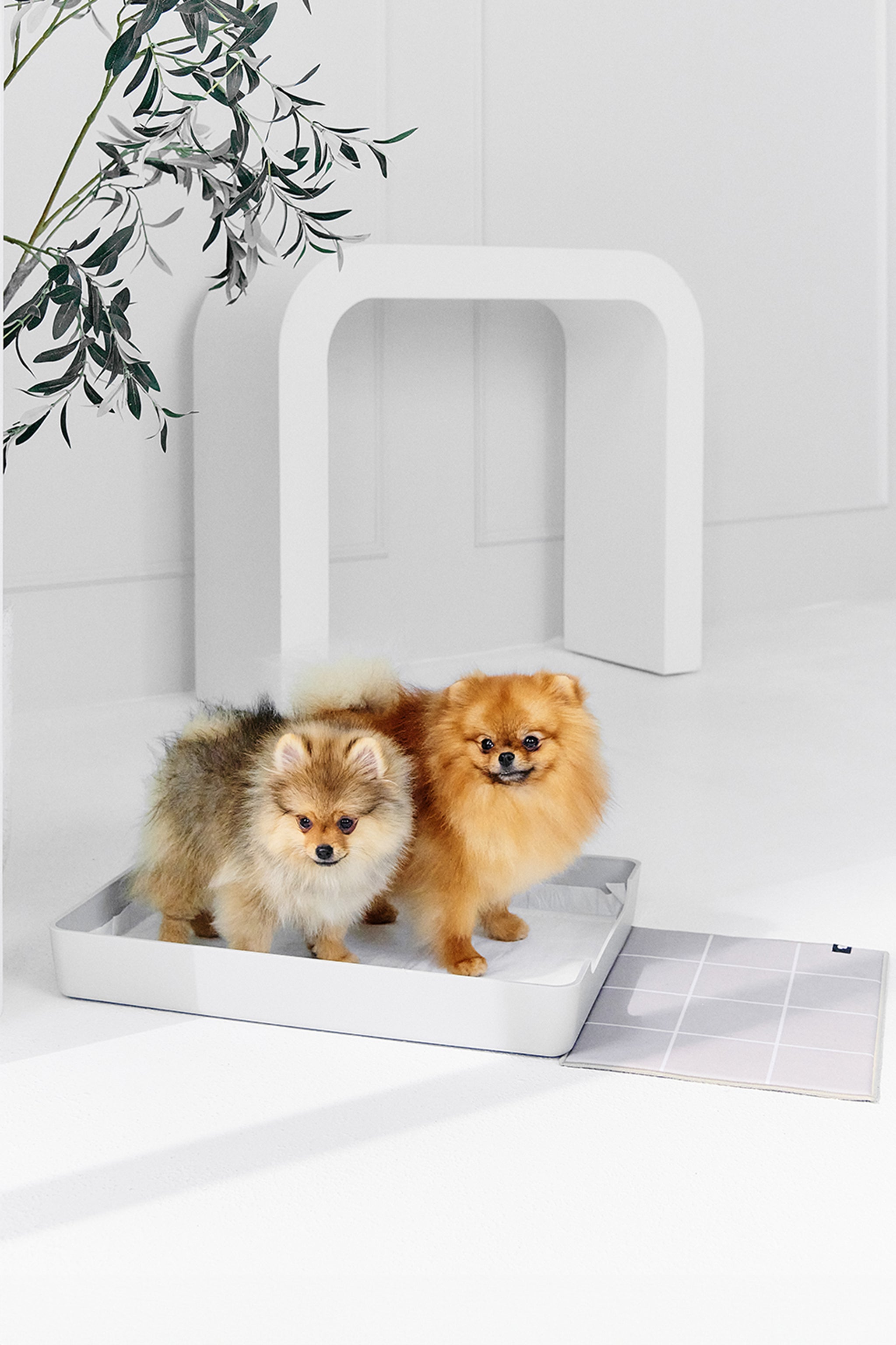 Best Pee Pad Holder for Small Dogs Doggy Bathroom Tray DoggyBathroom Canada