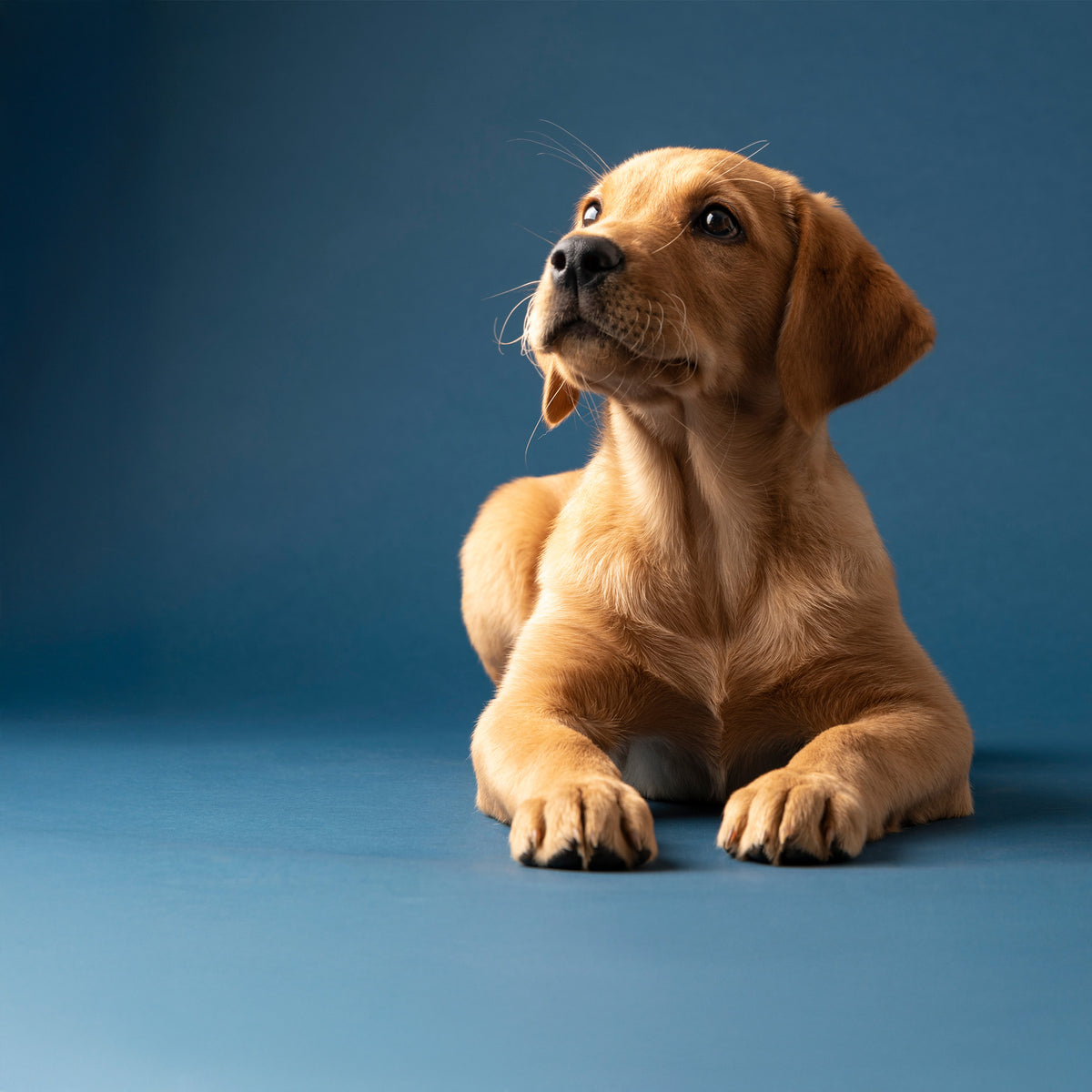 Dog litter box, Doggy Bathroom, dog litter pan, indoor dog potty, dog bathroom, dog potty tray, dog toilet, dog pee tray, potty dog, dog indoor restroom, puppy litter box, indoor puppy potty, litter box for dogs, dog litter tray, best indoor dog potty, dog bathroom training