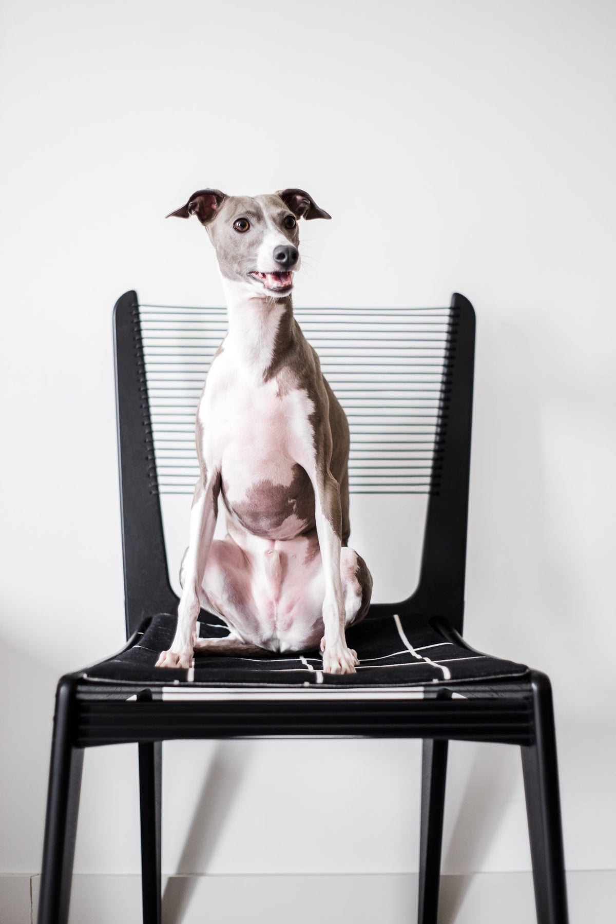Italian Greyhound sitting upright on a black Jacques Guillon Cord Chair with a black-and-white patterned cushion against a minimalist white background. Sterling Doggy Bathroom Italian Greyhound Male, Blue Irish