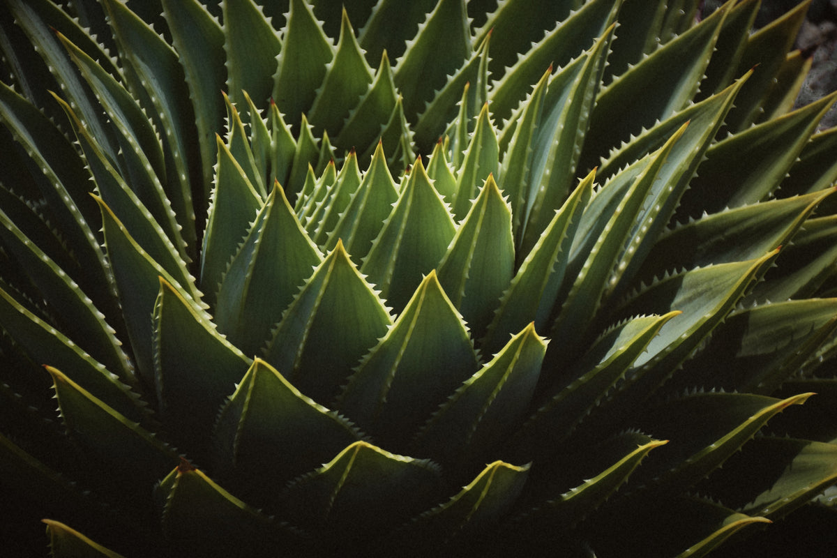 A close-up photograph of a green succulent plant, likely an agave, showing its thick, spiky, rosette-shaped leaves with serrated edges.