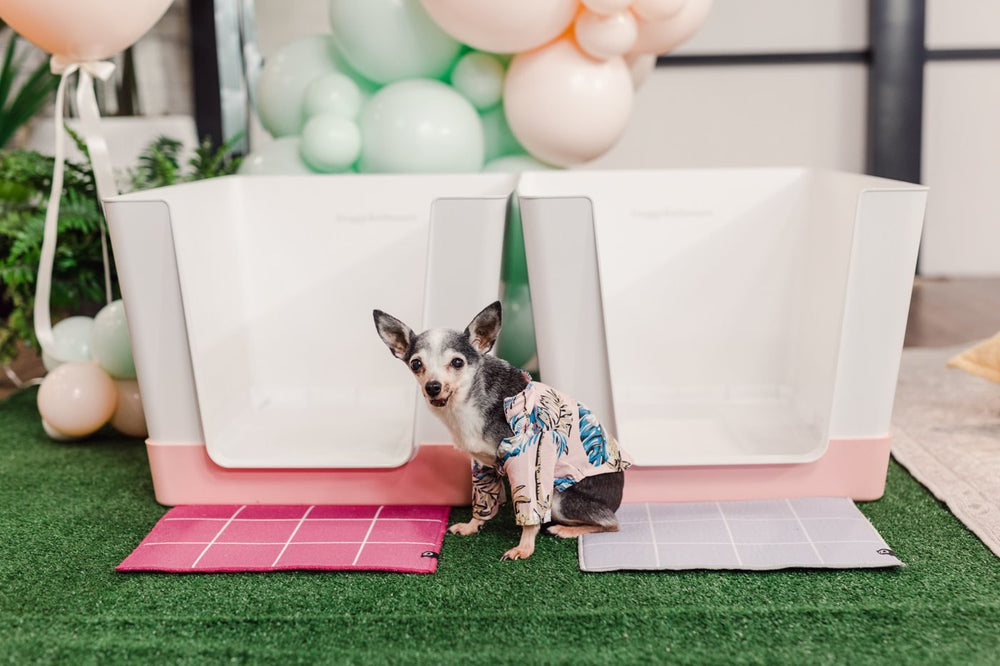 Two Doggy Bathrooms with matching mats on the Cityline set, with a small dog in front
