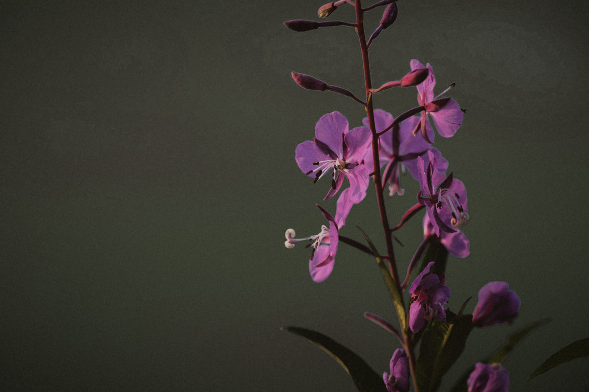 A close-up photograph of a single flowering plant stem with purple blossoms and green leaves against a dark olive-green background.