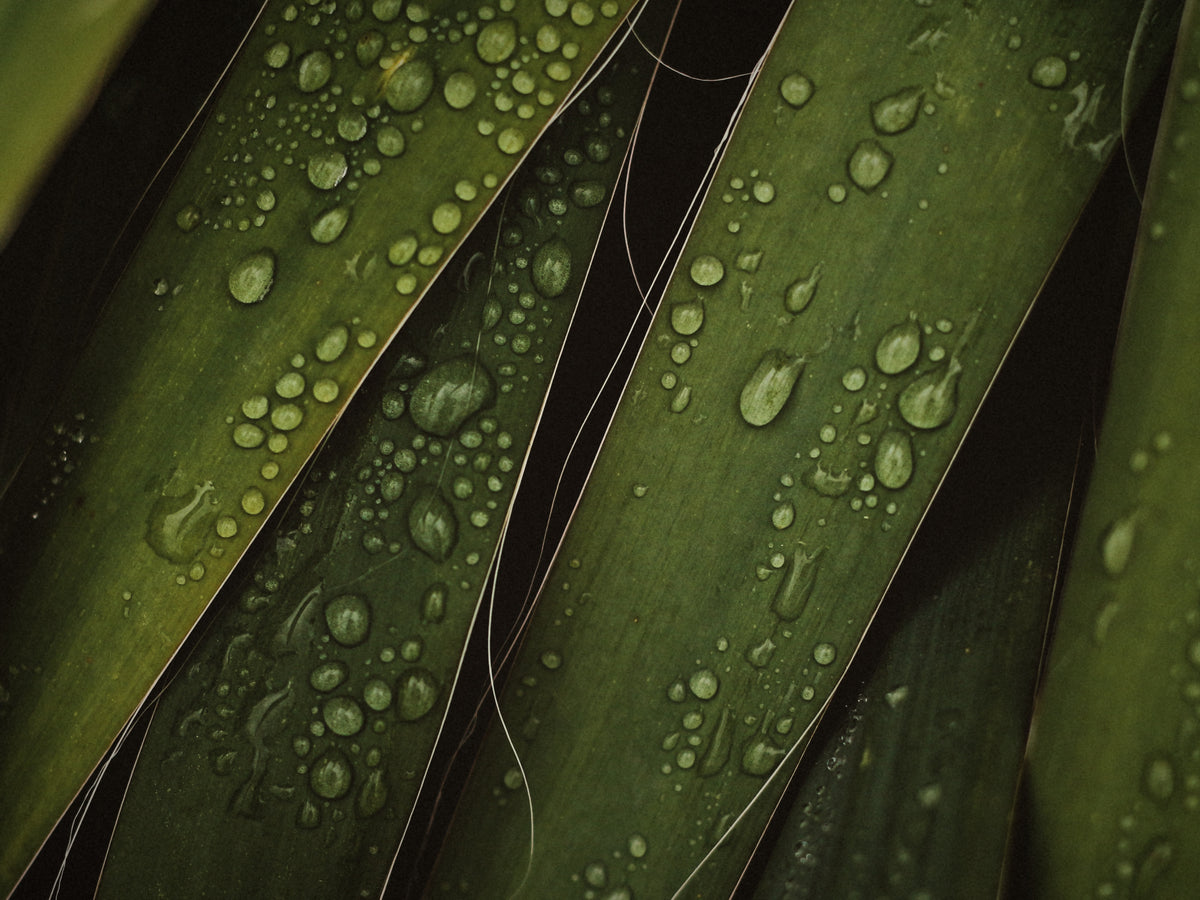Close-up of green leaves covered with water droplets, showing glossy wet surfaces and dark gaps between the leaves.